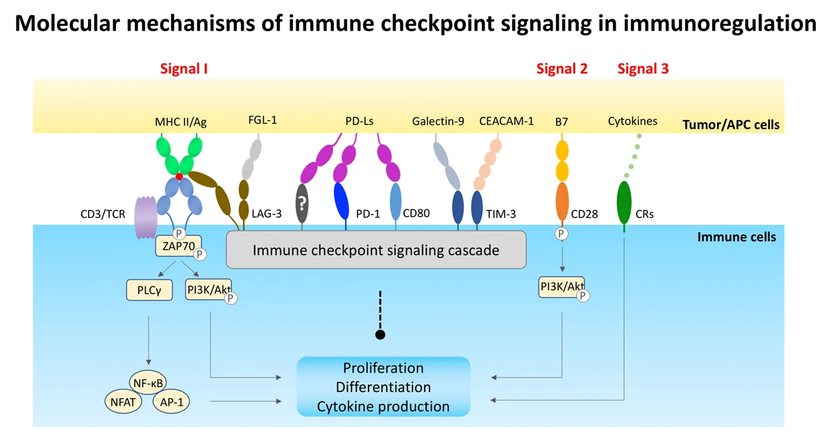 Diagram: Molecular mechanisms of immune checkpoint signaling in immunoregulation – Signal 1 (MHC II/Ag – CD3/TCR), Signal 2 (B7 – CD28), Signal 3 (cytokines – cytokine receptors) and checkpoint receptors LAG-3, PD-1, CD80, TIM-3 feeding an immune checkpoint signaling cascade.